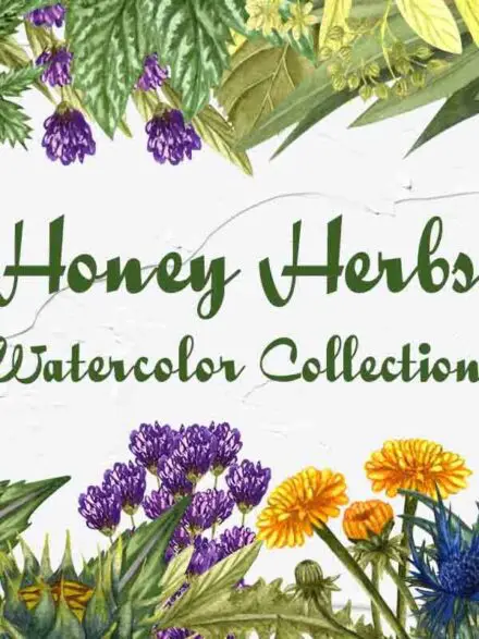 Honey Herbs Watercolor Set Graphics - Image 1