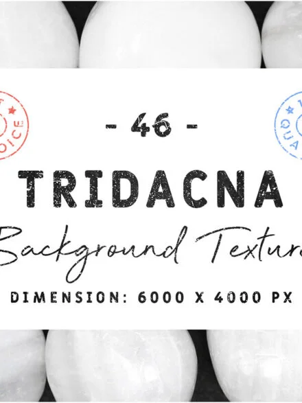 46 Tridacna Background Textures Graphics - Image 1