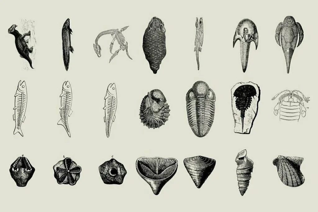 E6538_02.jpg E6538_02.jpg