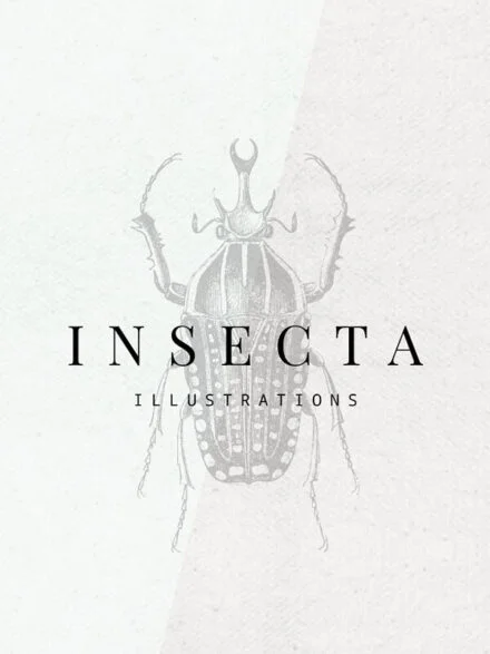 Insecta Graphics - Image 4