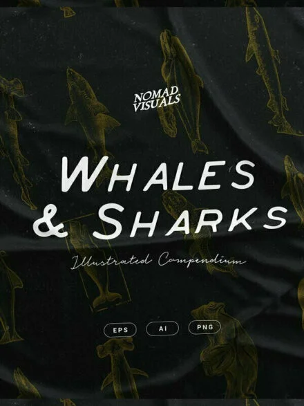 Whales & Sharks Graphics - Image 8