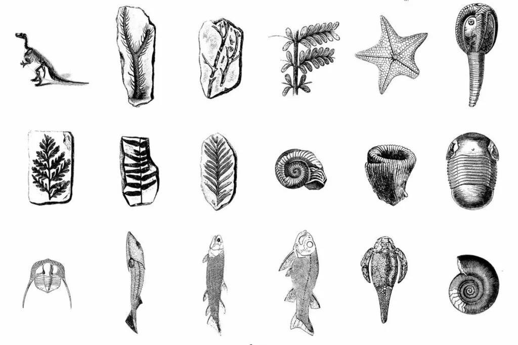 E6694_04.jpg E6694_04.jpg