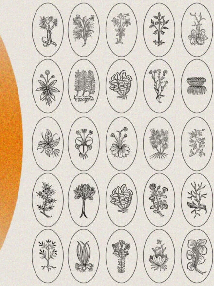 Herbarium – Botanical Collection Graphics - Image 10