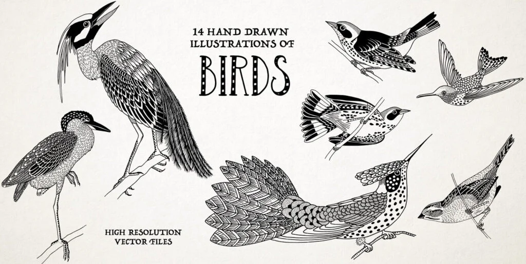Hand Drawn Illustrations of Birds Graphics - Image 1