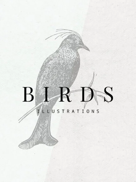 Birds Illustrations Graphics - Image 5
