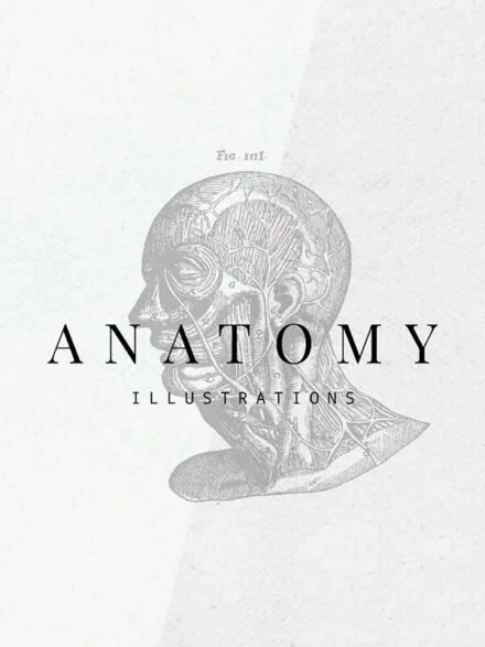 Anatomy Illustrations Graphics - Image 1