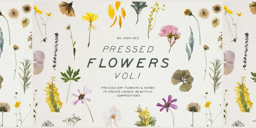 Pressed Dry Flowers & Herbs Vol.1 Graphics - Image 1
