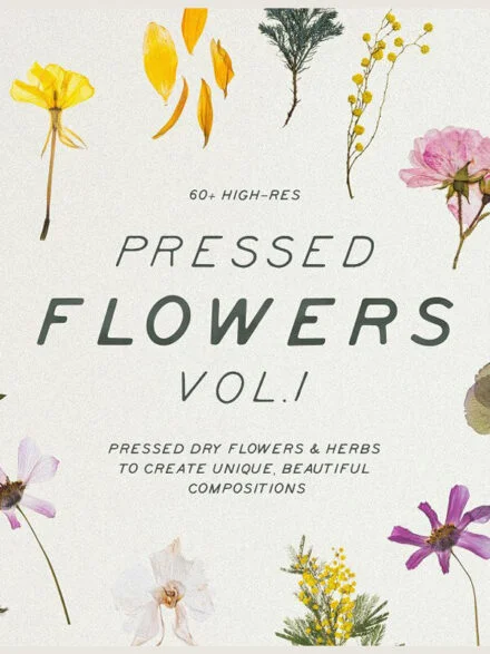 Pressed Dry Flowers & Herbs Vol.1 Graphics - Image 3