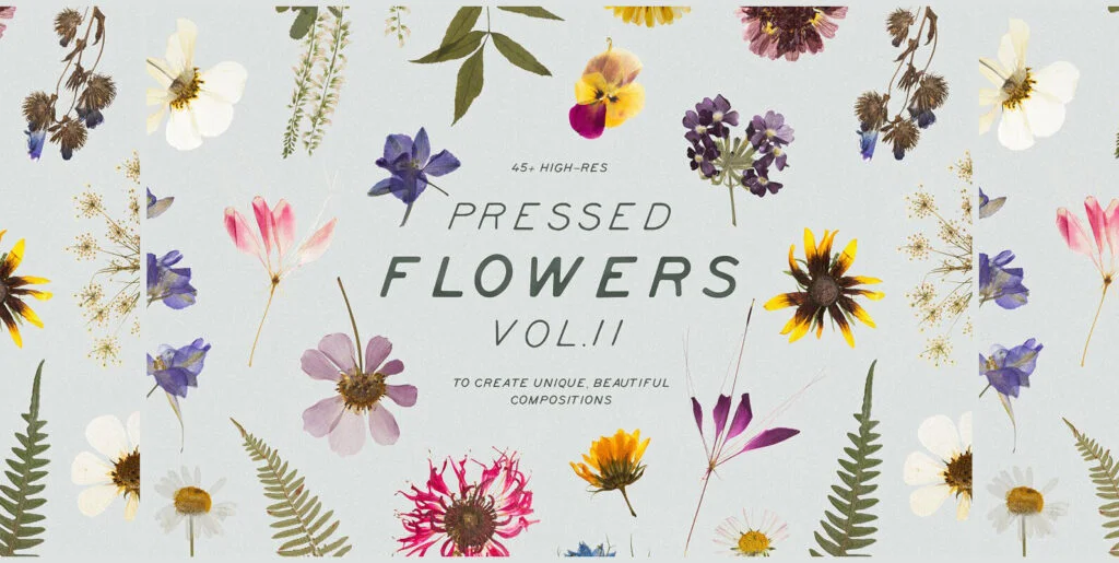 Pressed Dry Flowers & Herbs Vol.2 Graphics - Image 1