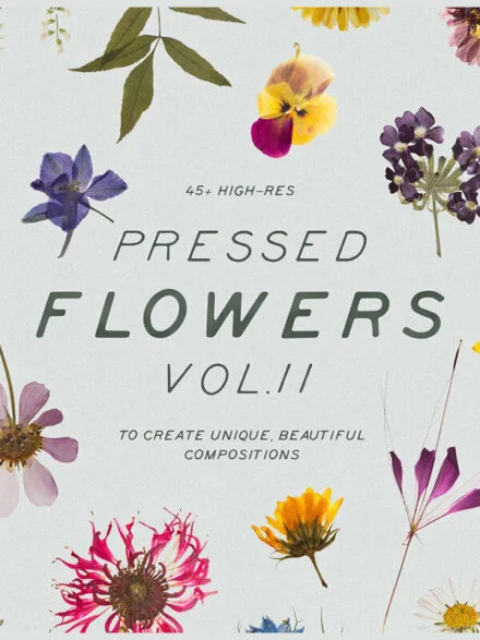 Pressed Dry Flowers & Herbs Vol.2 Graphics - Image 2