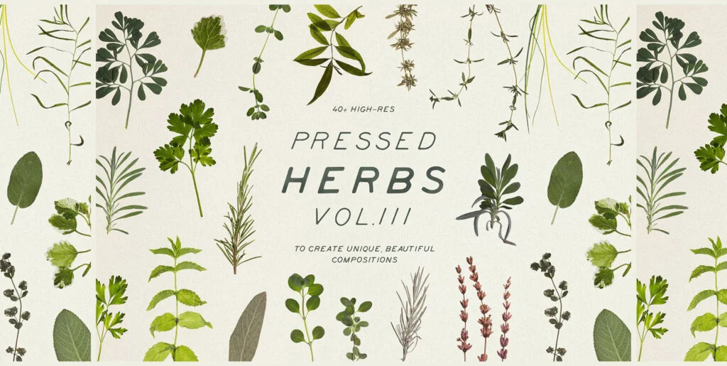 Pressed Dry Herbs Vol.3 Graphics - Image 2