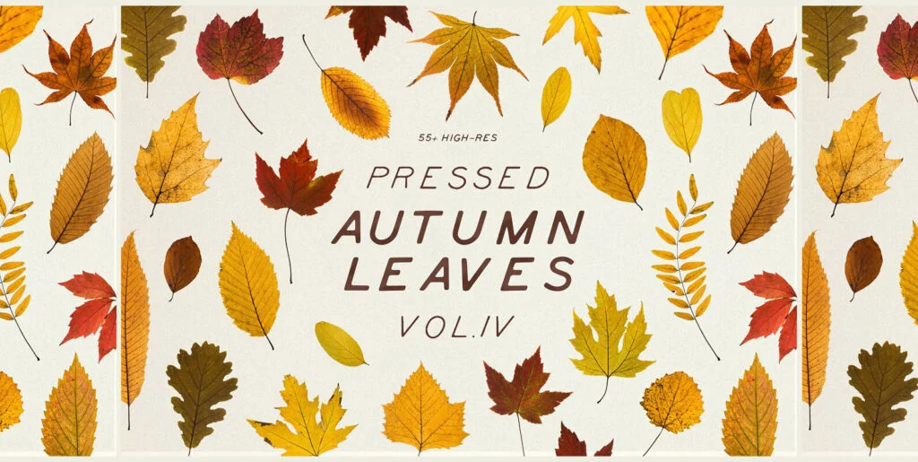 Pressed Autumn Leaves Vol.4 Graphics - Image 1
