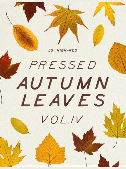 Pressed Autumn Leaves Vol.4 Graphics - Image 3