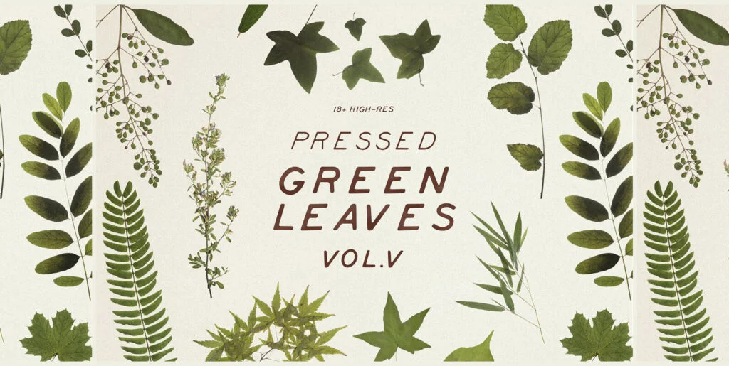Pressed Green Leaves Vol.5 Graphics - Image 1