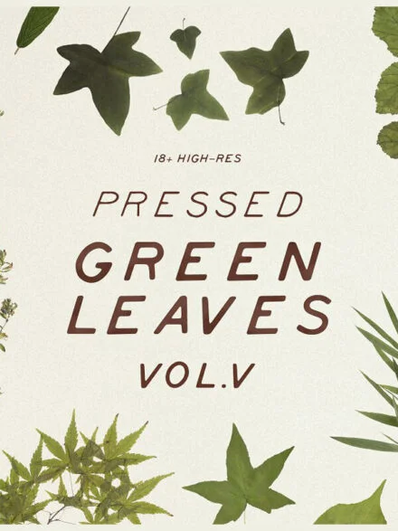 Pressed Green Leaves Vol.5 Graphics - Image 1