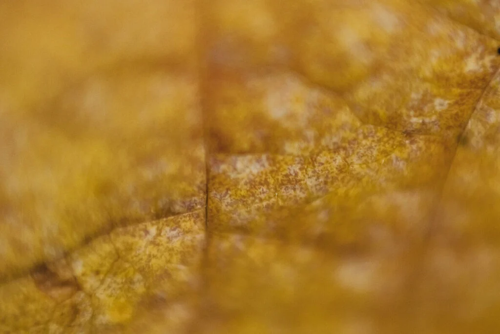 E5137_05.jpg E5137_05.jpg