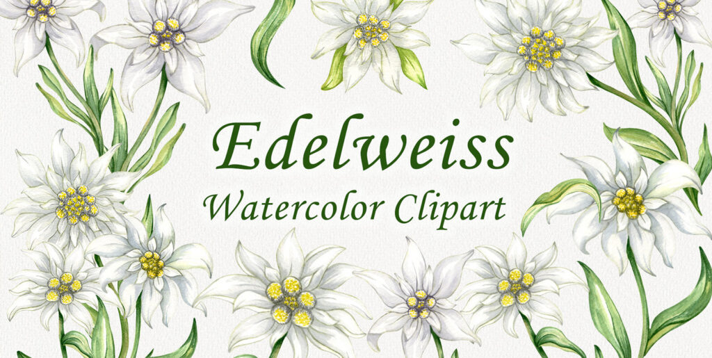 Exploring the Digital Charm of Edelweiss: A Masterstroke in Watercolor Clipart Design - Image 2