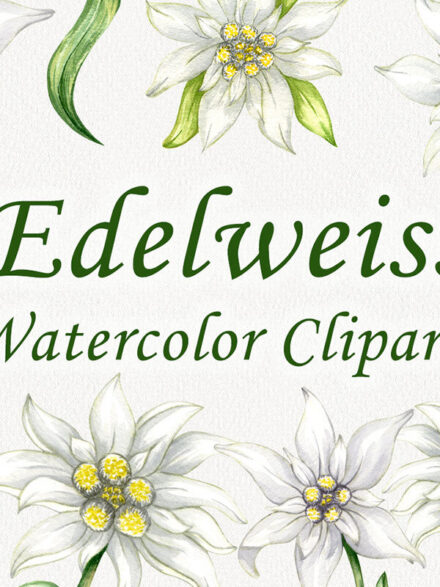 Exploring the Digital Charm of Edelweiss: A Masterstroke in Watercolor Clipart Design - Image 6