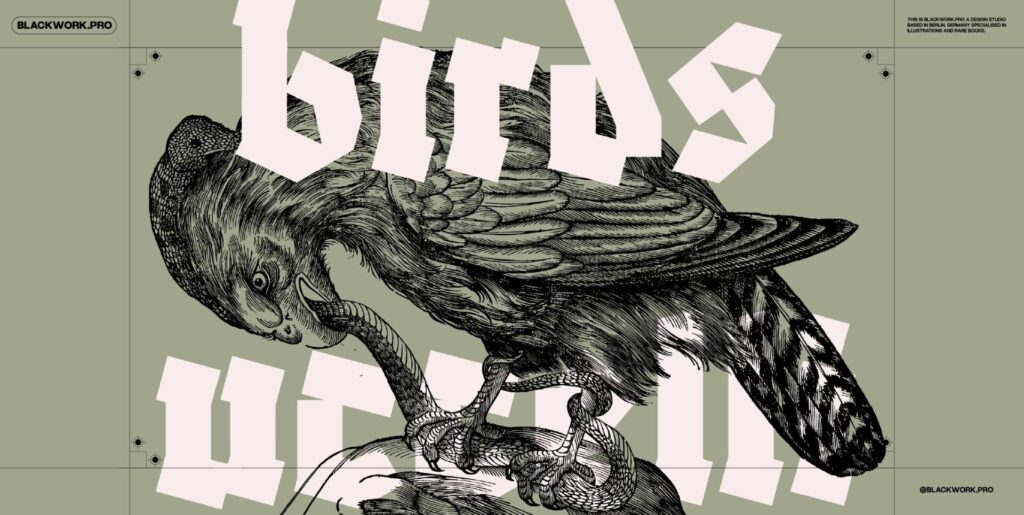 Birds of the World Illustrations Graphics - Image 1